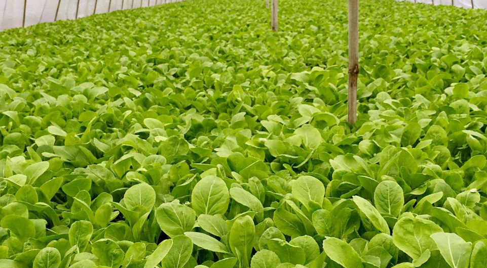 鸡毛菜是"十字花科"植物,营养丰富的鸡毛菜,该如何种植呢?