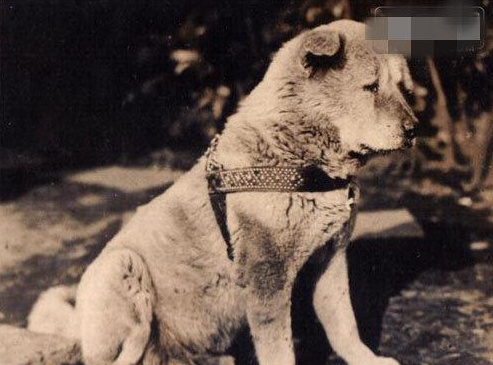 忠犬八公等待主人的真实照片曝光,下雪天还在原地!