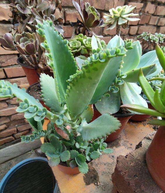 这5种"不死花",能养死3种算厉害,繁殖快,一年比一年长势旺