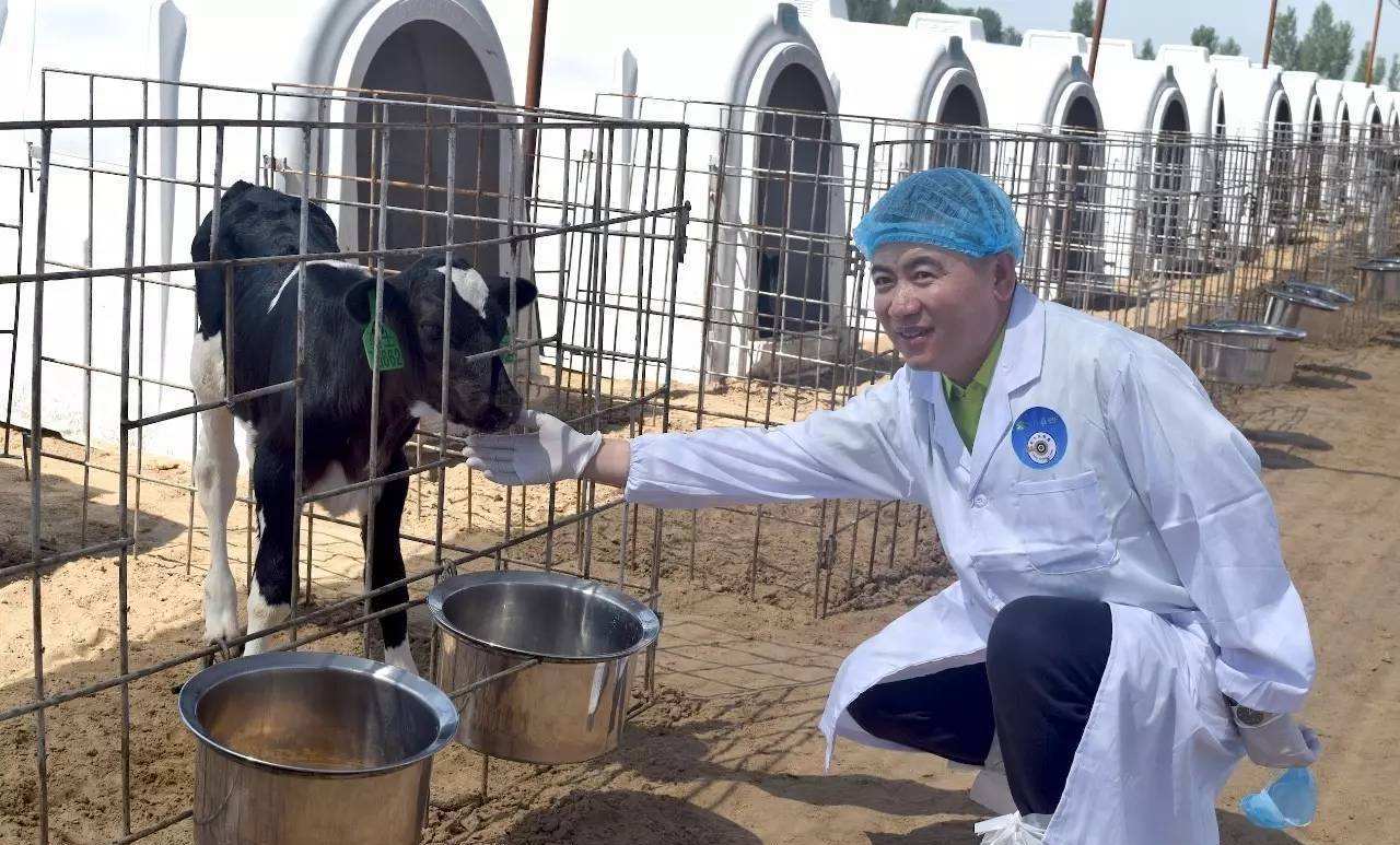 购买犊牛的准备工作要搞好,主要有这四点,新手养牛户一定要了解