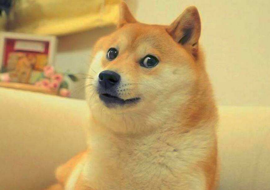 盘点4种最好玩的狗狗,柴犬上榜,而它的智商着实让人感到着急!