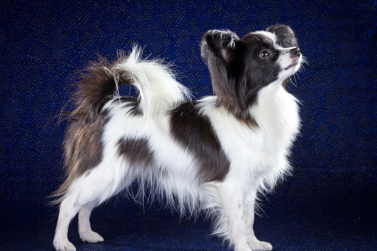 蝴蝶犬是一种性格温顺,善于与人互动的犬种,对家庭成员充满爱心