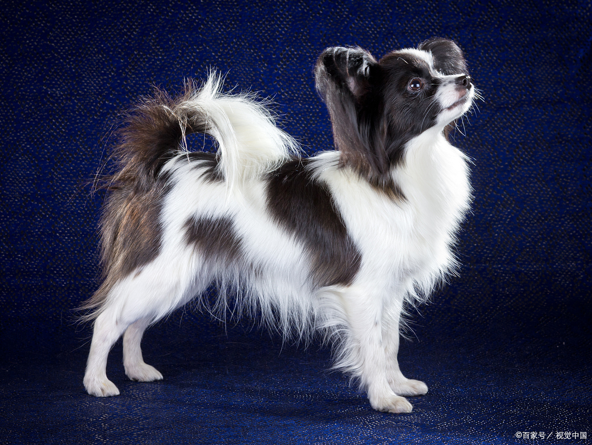 蝴蝶犬:温顺的小精灵,你了解多少?