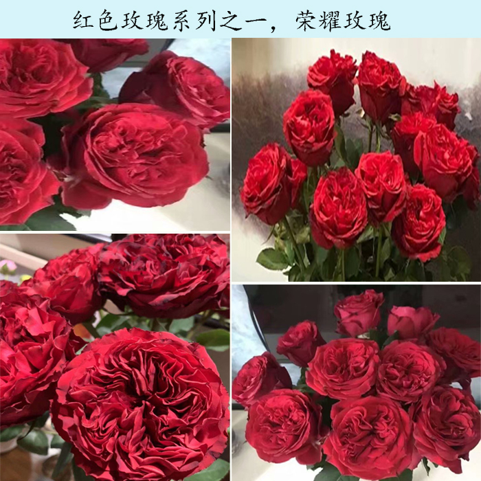 荣耀玫瑰,独特的花型