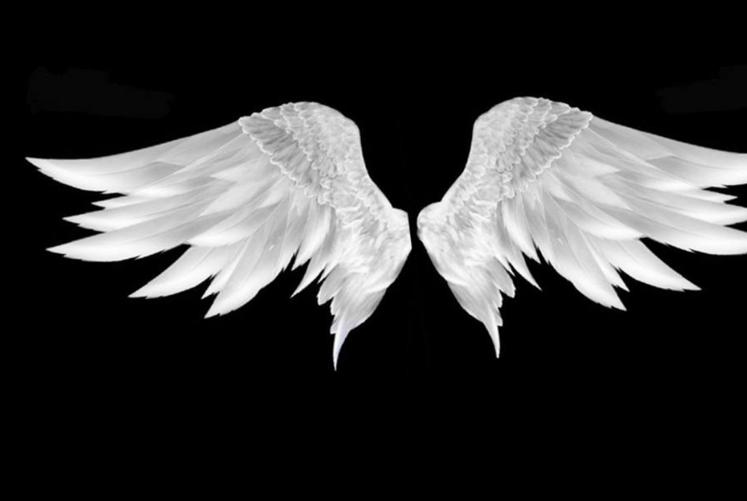 人类为什么没有进化出翅膀?答案并没有你想的那么简单