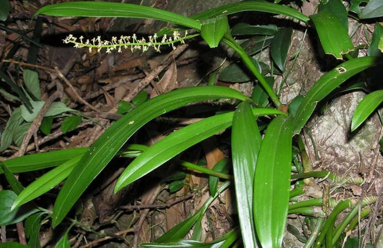 这个草,经常长在石缝中,对女人有帮助,非常稀有,见到要珍惜!