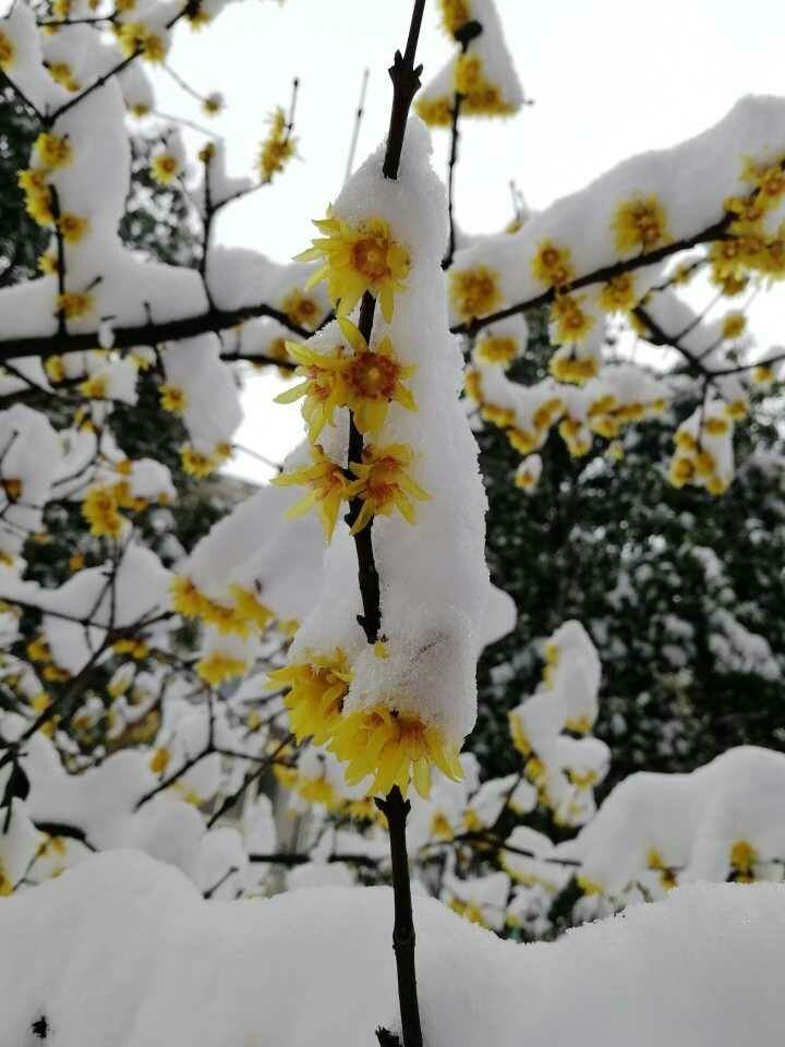 腊梅花雪天风景图片图片