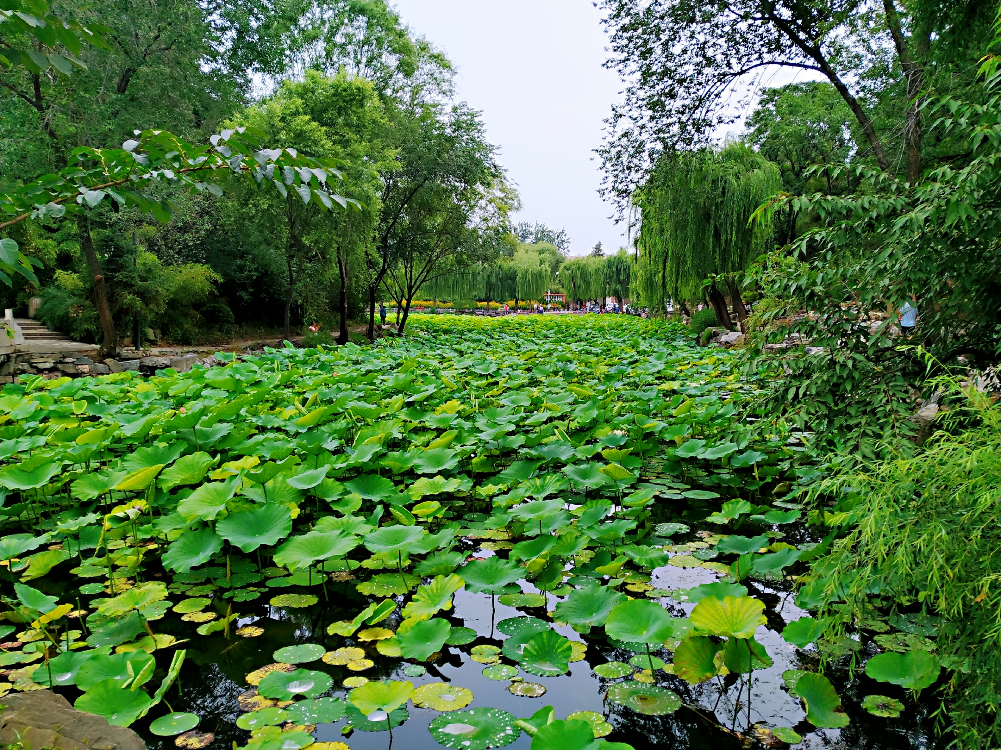 荷塘月色:清华园里的荷花池子,值得外地游客打卡的好地方!