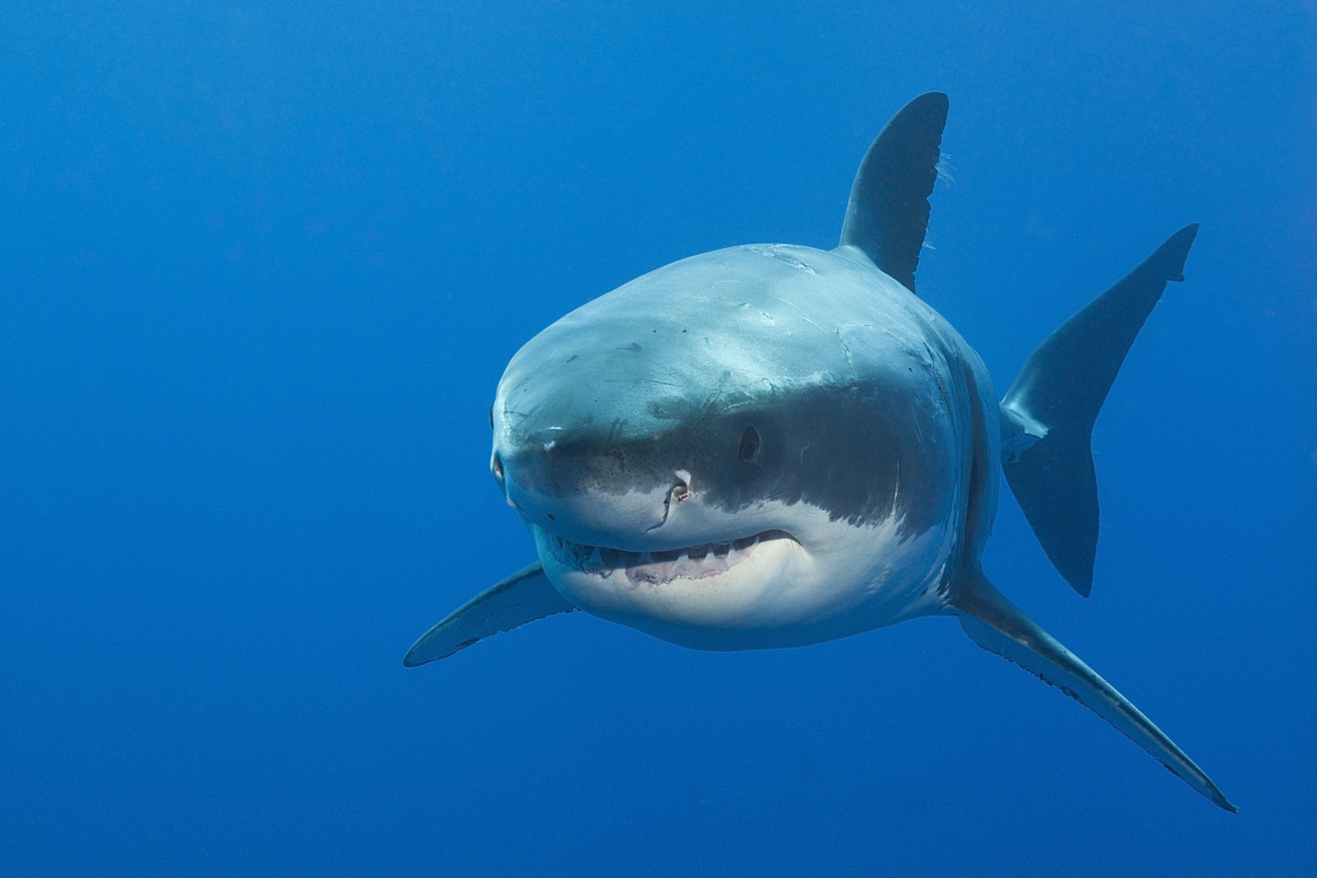 蔚蓝深海,鲨鱼出没,很有气势.#动物趣图