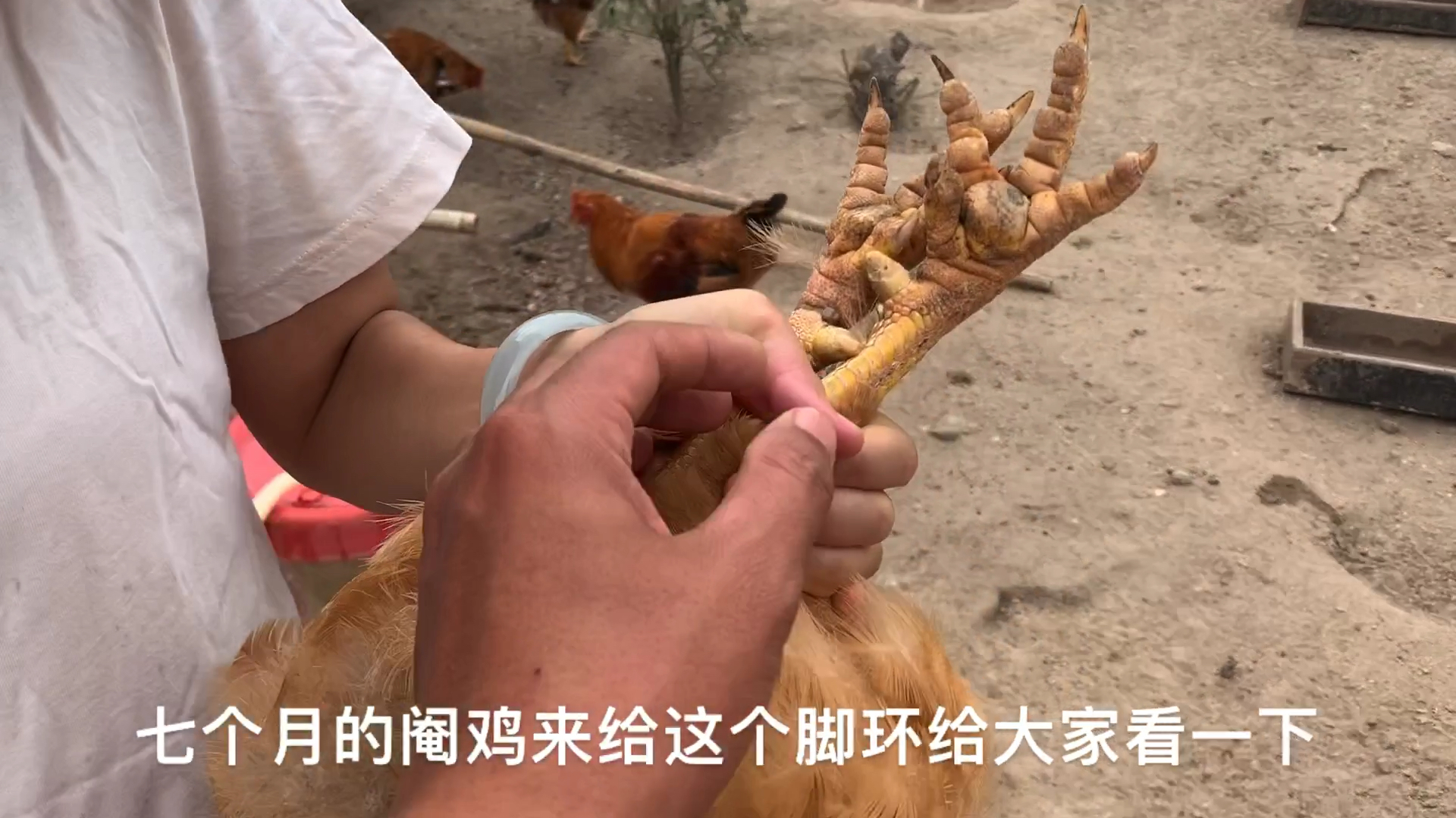 酒香不怕巷子深,兽医朋友直接下单30只7个月大的阉文昌鸡,给力