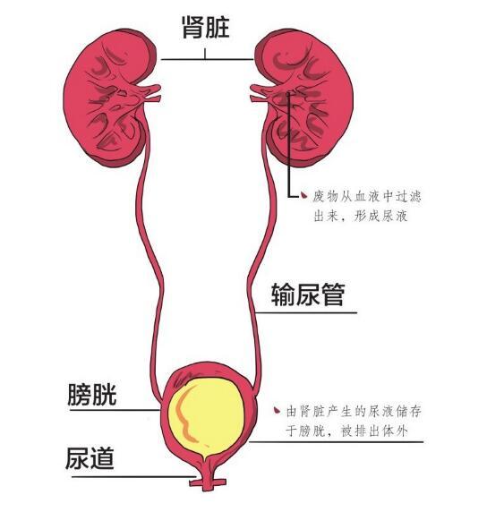 输尿管解剖图示意图图片