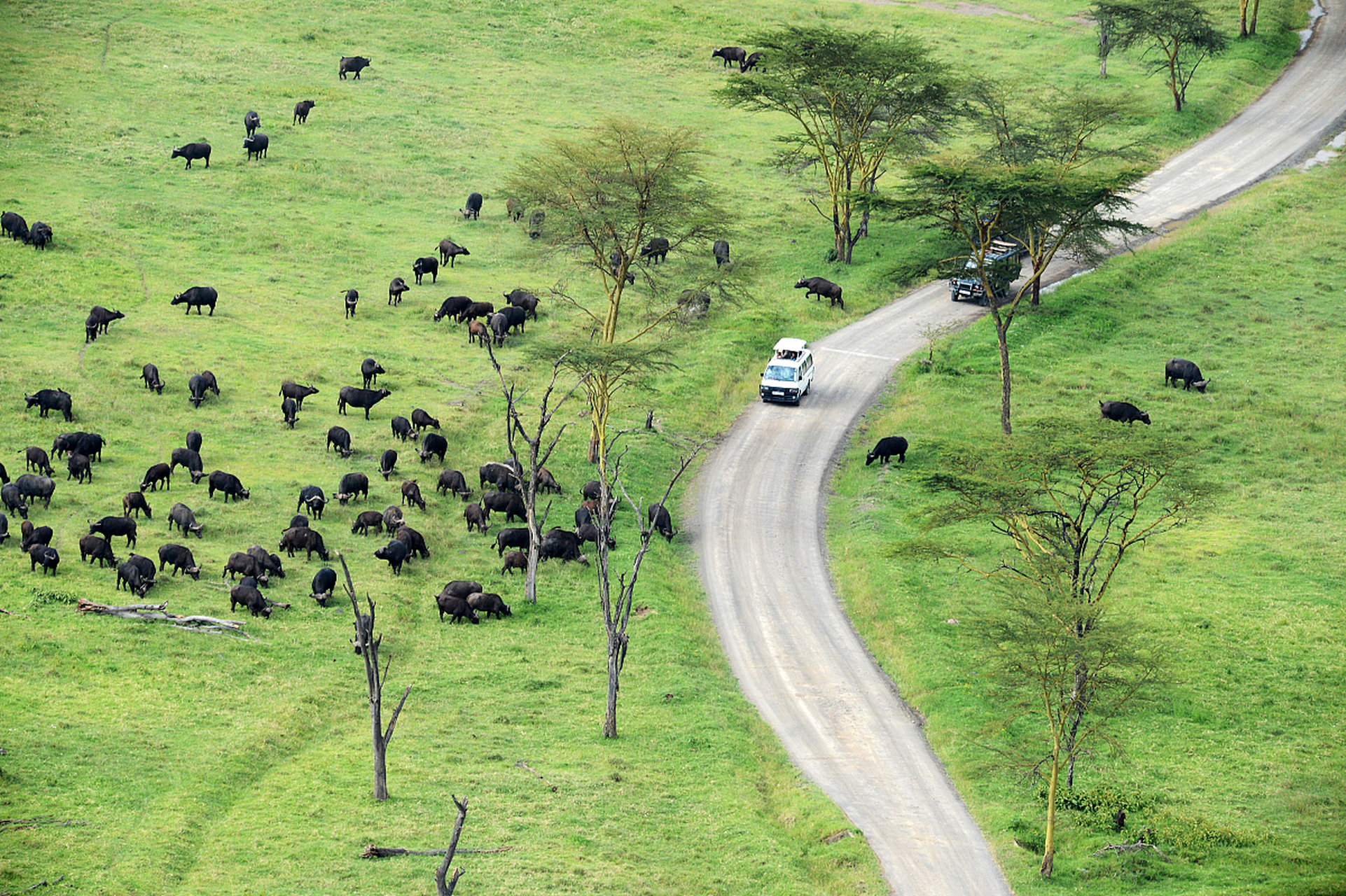 美洲野牛有两种,一种是西部野牛(bison bison americanus),另一智是