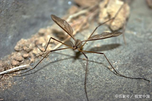 雌性的蚊子才会吸人血,就是靠它头上的一根针来吸血