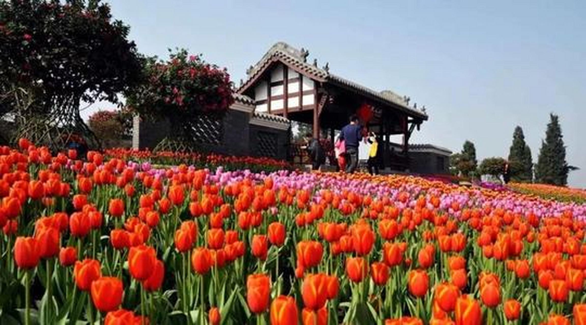 成都市花舞人间旅游景区位于四川成都南郊新津县,它是一座以赏花为主