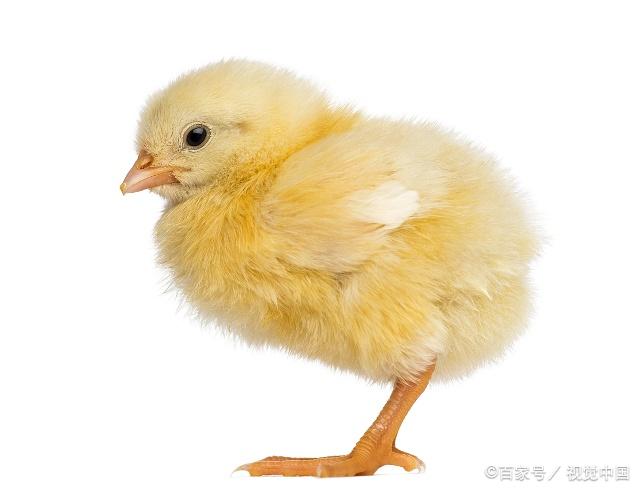 养鸡的关键技术之:提高雏鸡成活率,保证正常生长发育