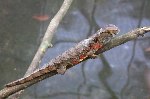 瑶山鳄蜥,距今已有七百多万年生存历史,是我国特产的鳄蜥动物,仅少量