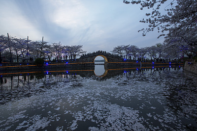江苏省无锡市,太湖鼋头渚风景区内樱花夜景美如画