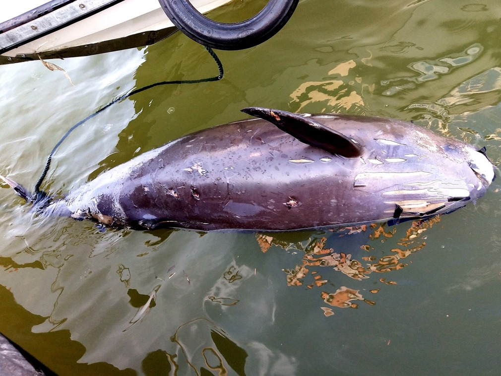 濒危物种接连惨死,不久后将灭绝,江豚的哭泣