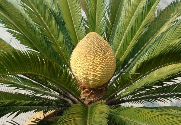 路边的"铁树"会开花吗?多晒太阳勤施肥,养到开花没问题