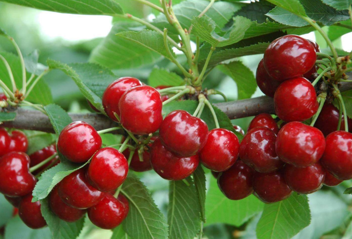 樱桃树修剪容易出现哪些问题?如何避免短截过重?