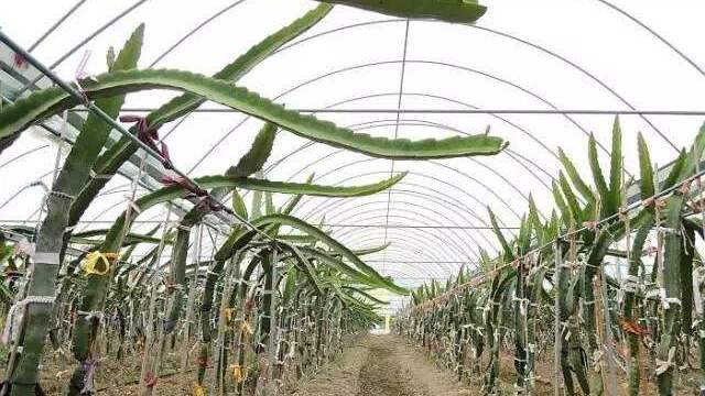 火龙果种植需要搭架吗火龙果栽培搭架"五度"技术要点