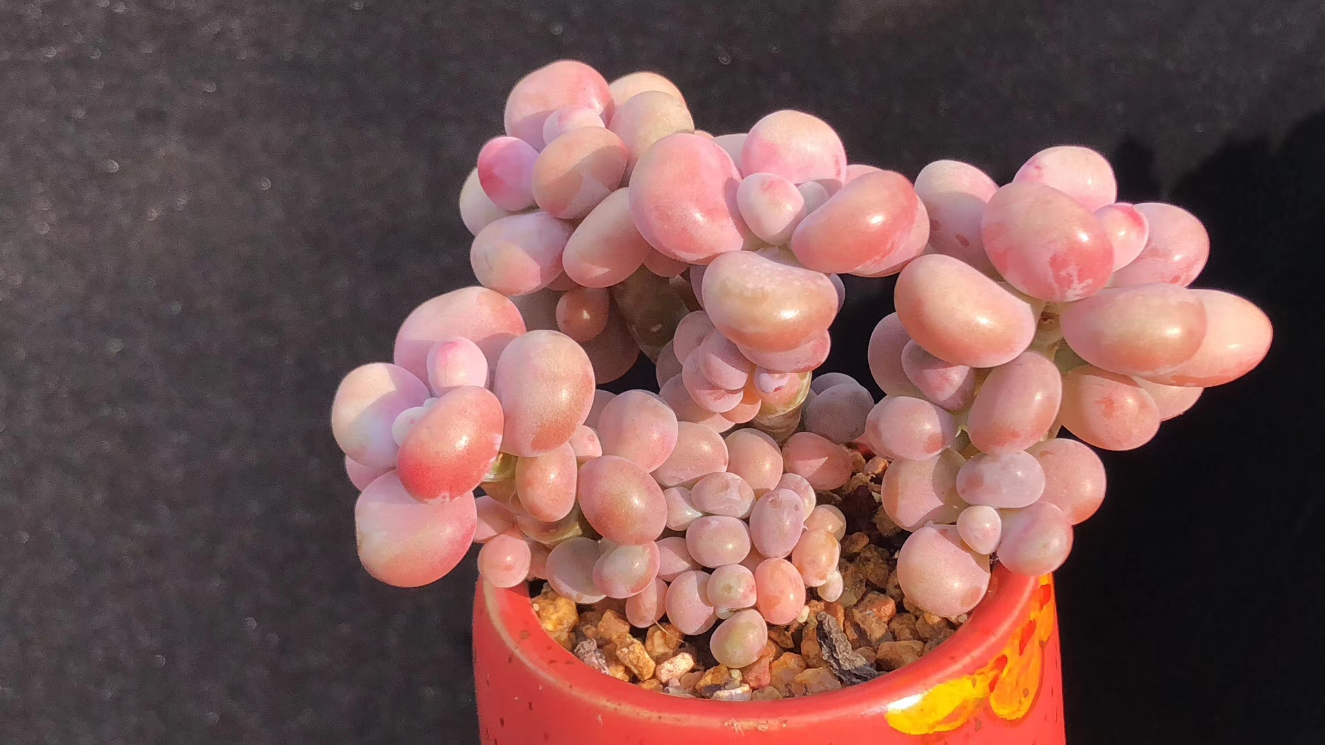 开挂区的多肉,不解释,秒杀棒子(上).