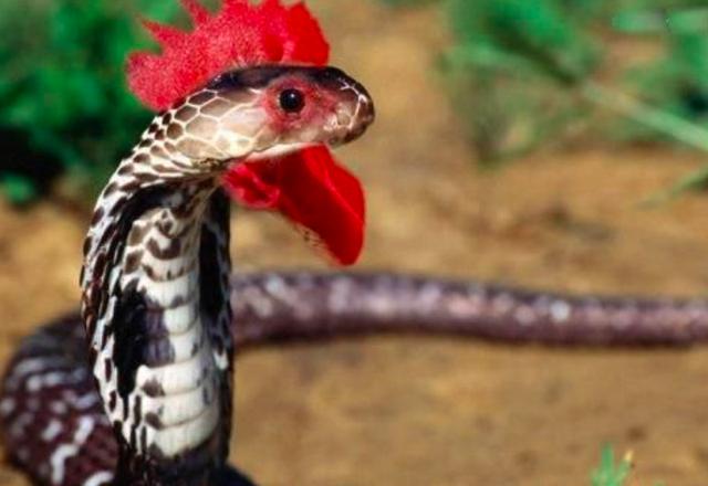 农村神秘的"鸡冠蛇",各地都有它的传说,但从来没人真正见过