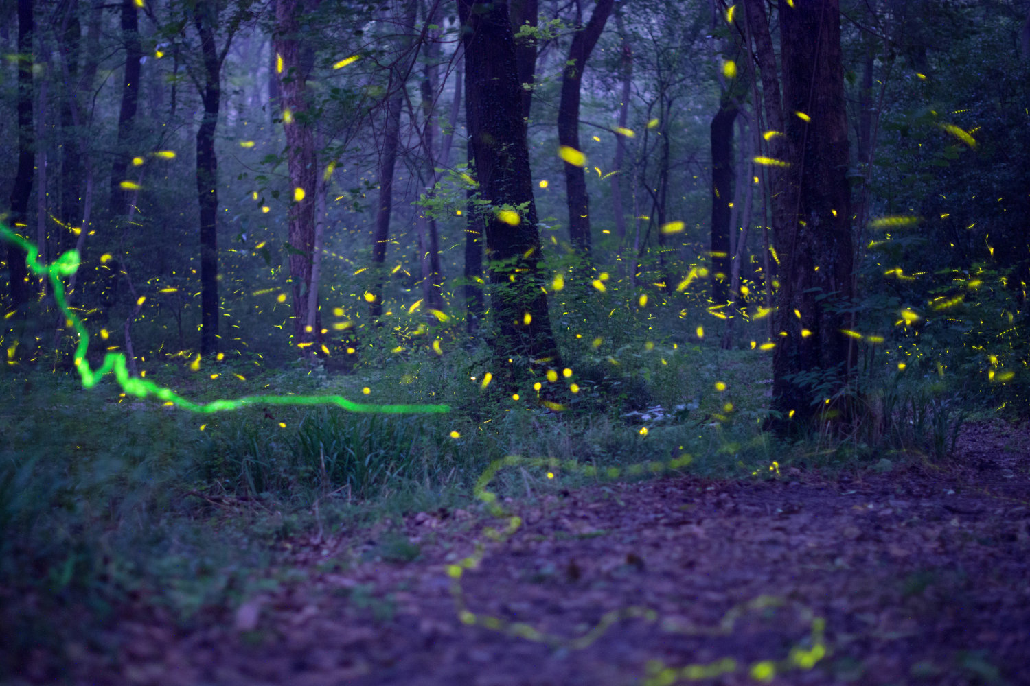 森林魔法,南京紫金山萤火虫漫天飞舞,梦幻壮观如童话世界