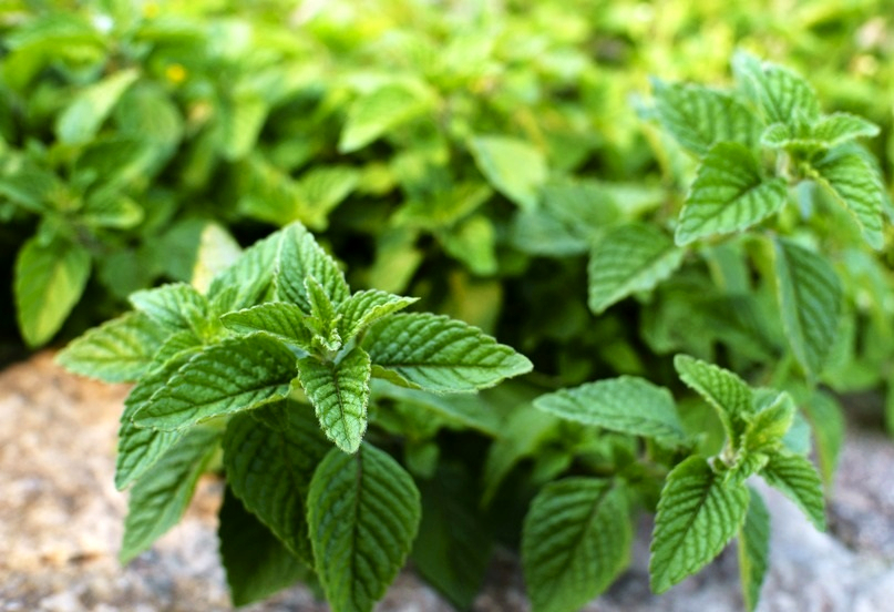 薄荷,土名叫"银丹草",为唇形科薄荷属多年生草本植物.