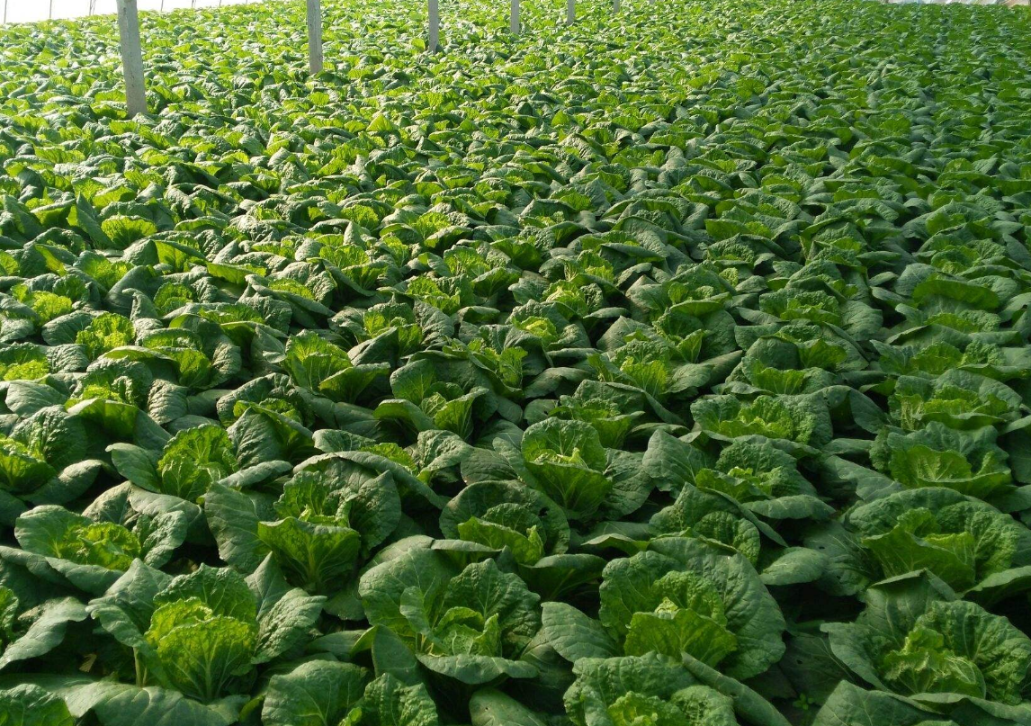 大白菜怎样种植更好吃?学会栽培加强管理丰产又丰收