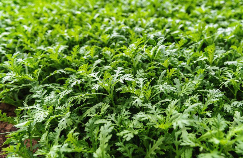 独眠说种植,茼蒿的高产种植技术