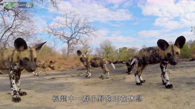 [图]小野狗们真可爱，没有一点成年野狗的凶猛，呆萌的样子让人喜欢