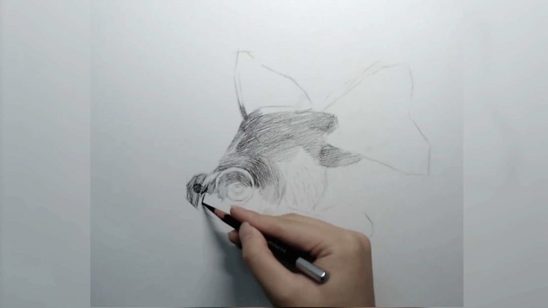 黑金鱼素描的画法,赶快临摹起来吧
