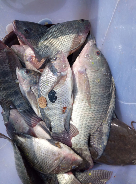 罗非鱼大量繁殖,泛滥成灾,有人选择钓获丢弃