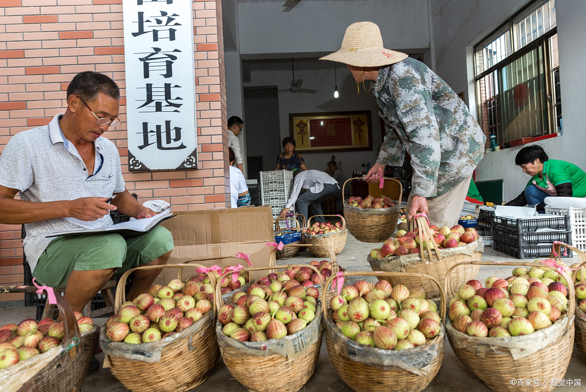 这种坑害果农的事情在乡村关中一带水果出售的季节,早都已习以为常了.