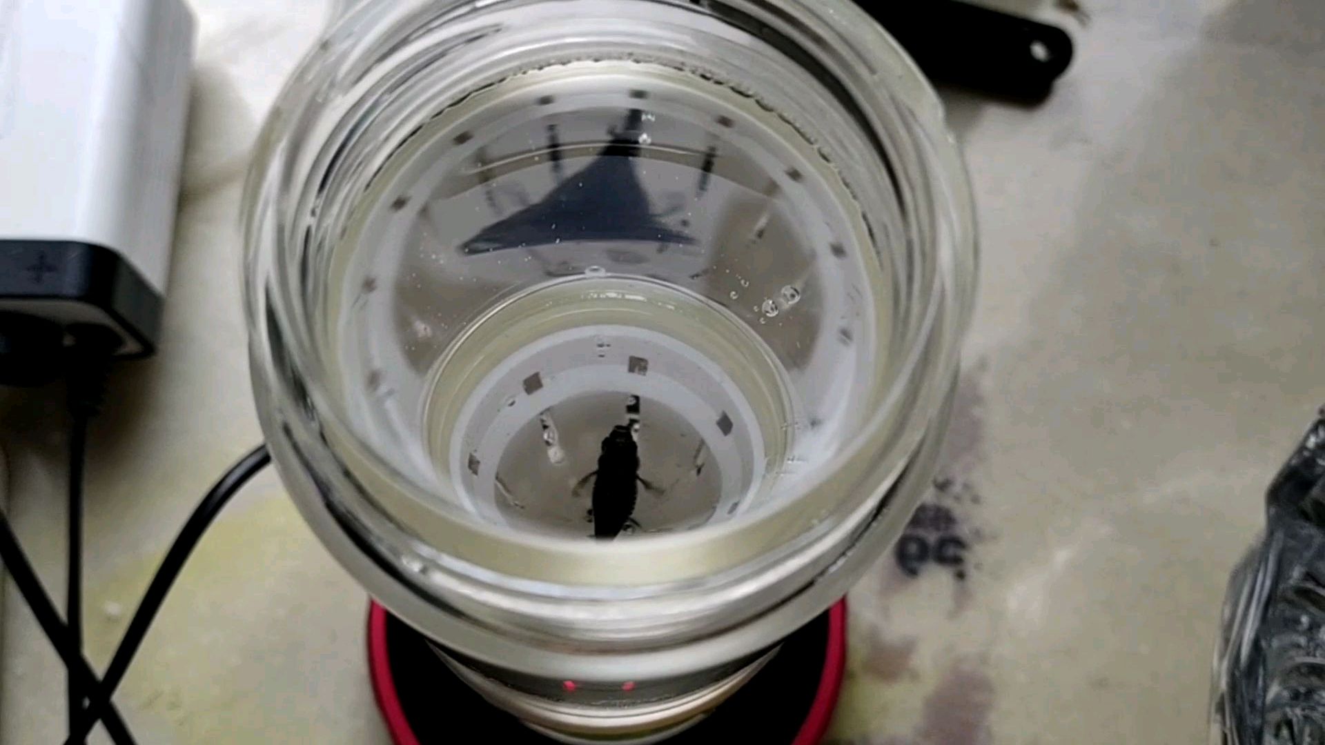 凤尾鱼终于当妈妈了