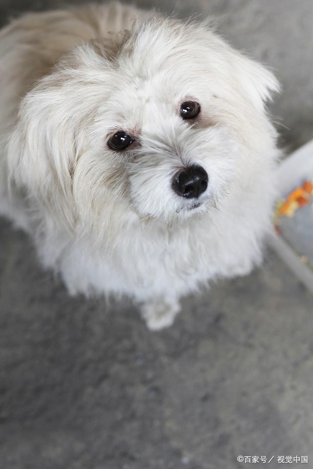 西施犬的几大缺点,你一定要知道!