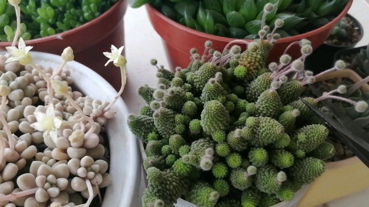 春季多肉开花的季节,面对这么长的花剑,到底要不要剪掉