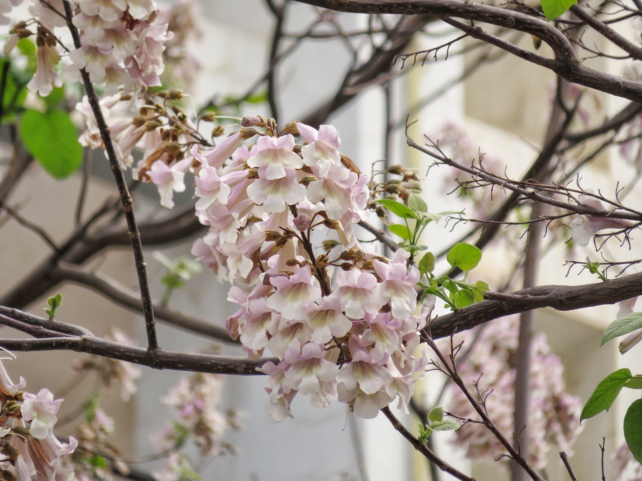 昆明春日赏花清新色,泡桐花海等你赏