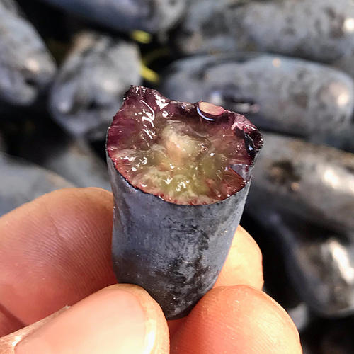 朋友们,美味的金手指黑提你吃过吗?你觉得种植金手指黑提可行吗?