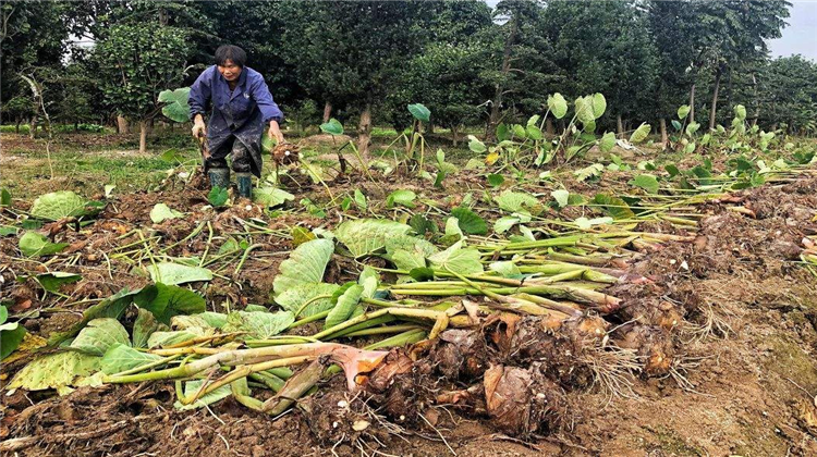 芋头如何种植才能高产?培育技巧有哪些?快来了解一下吧!