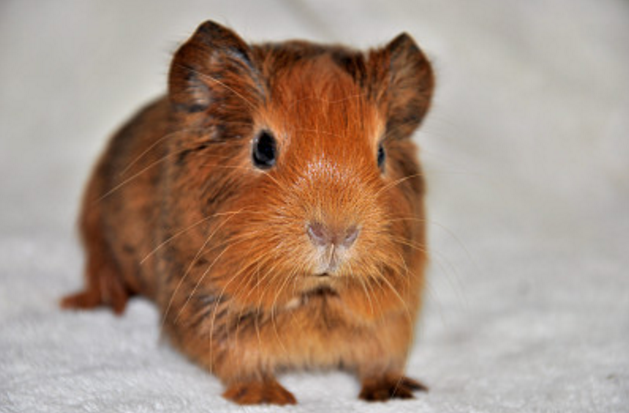 豚鼠因为饲养方便,价格便宜,也很受小孩子的欢迎