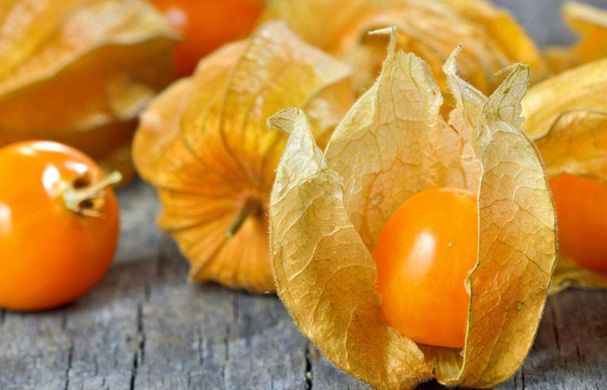 酸浆果种植前景大好,了解以下几点你也能收获好品质