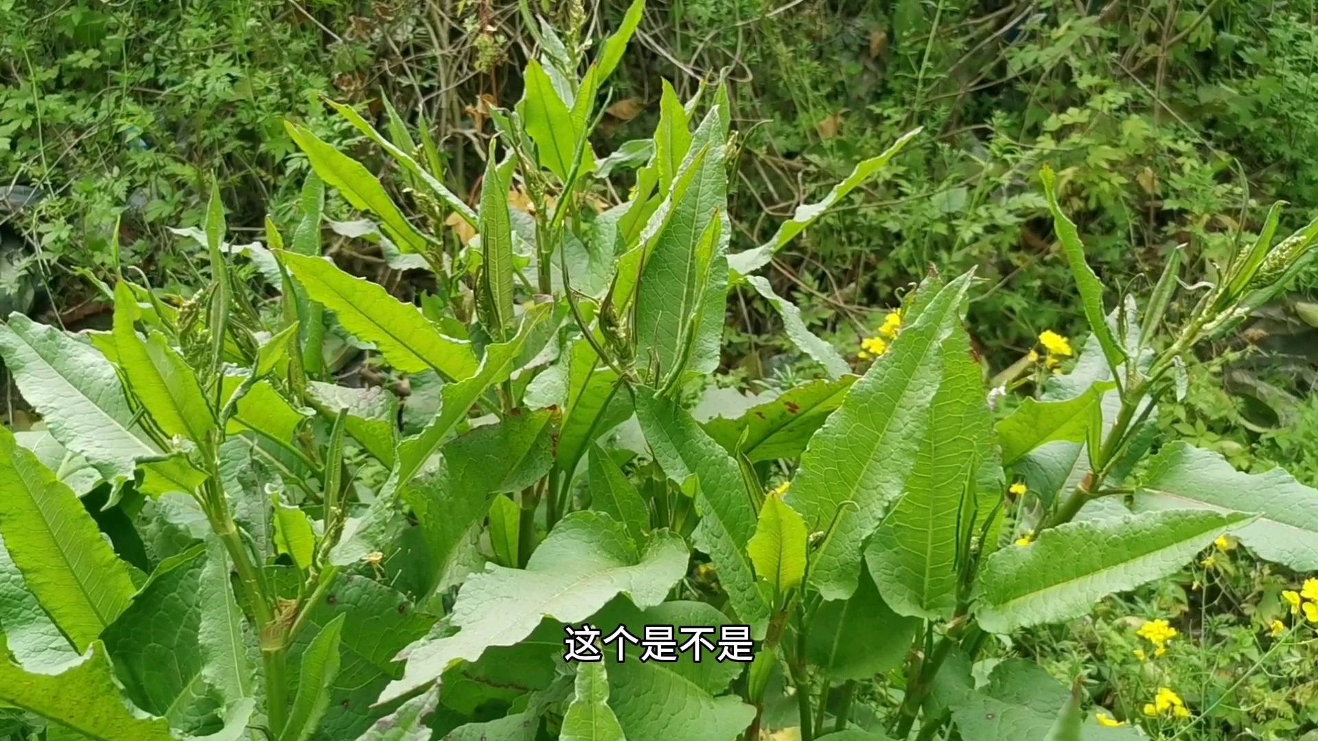 牛都不吃的野菜,人真的能吃吗?