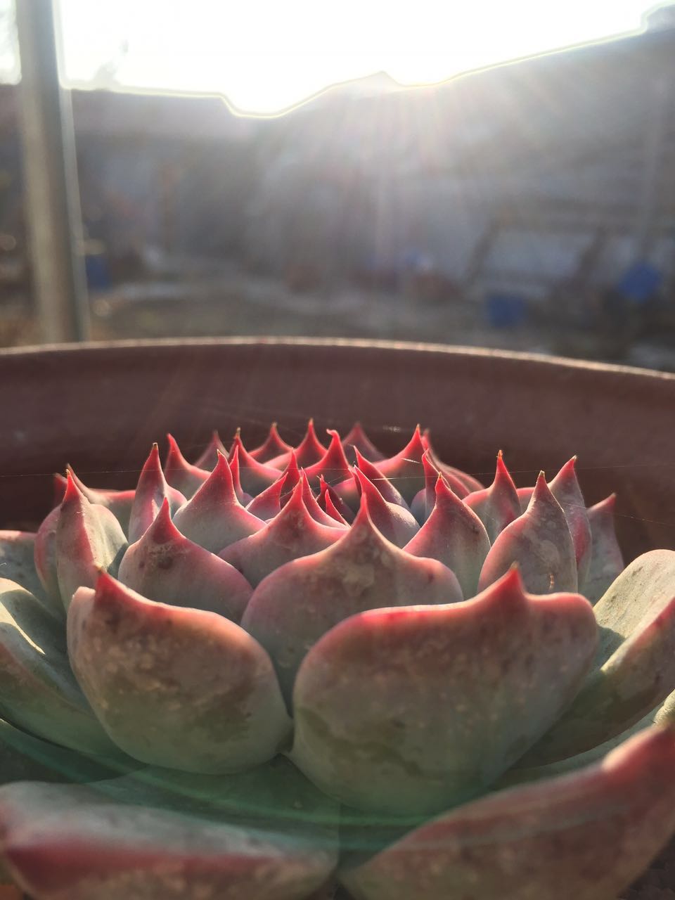 夕阳下的多肉植物,冬天的多肉状态不错