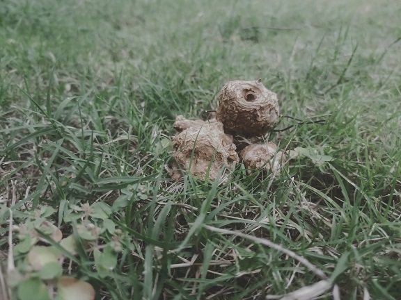 矷山根历史出处以及使用常识