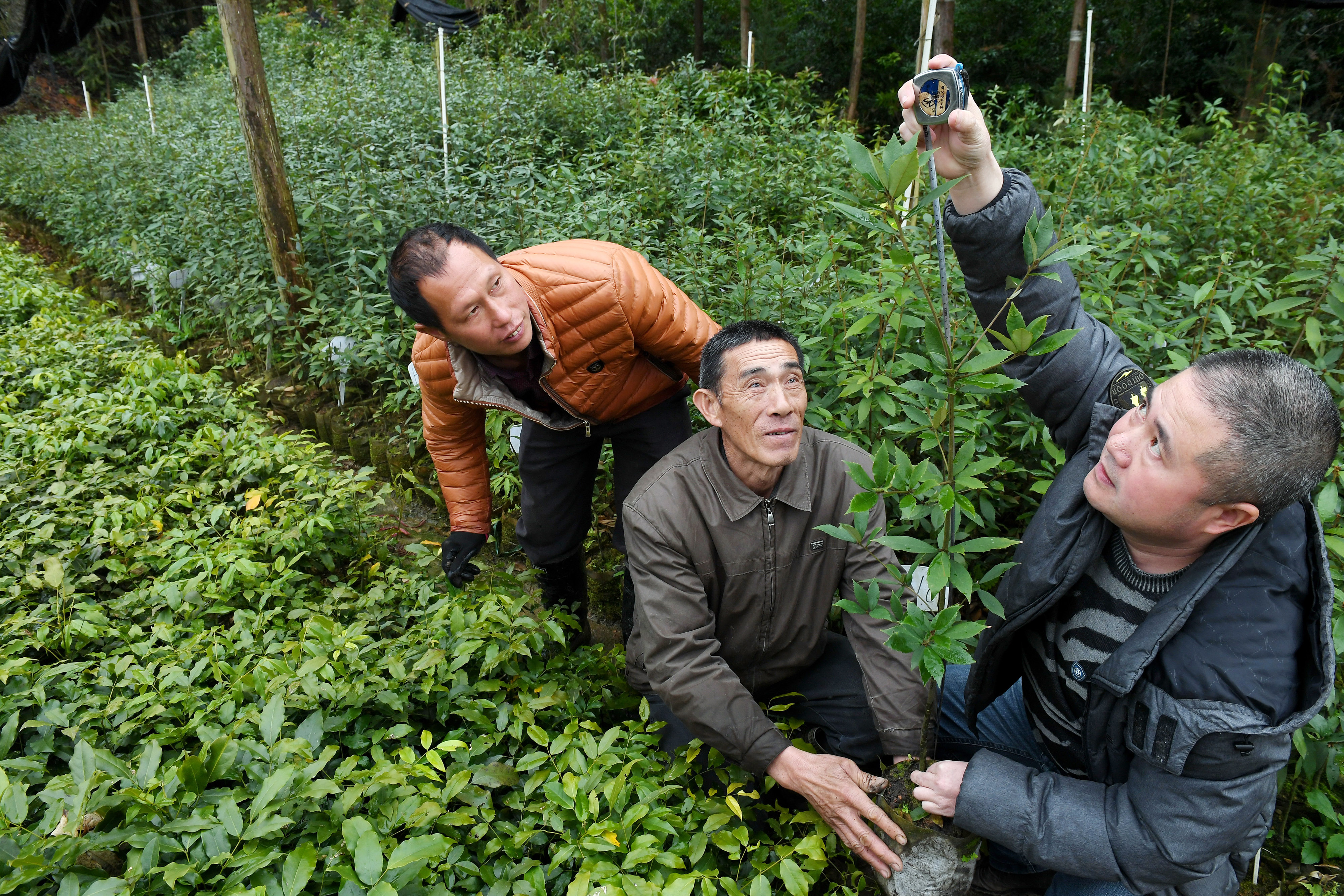 福建建瓯推广种植珍贵树种提升森林质量(3)