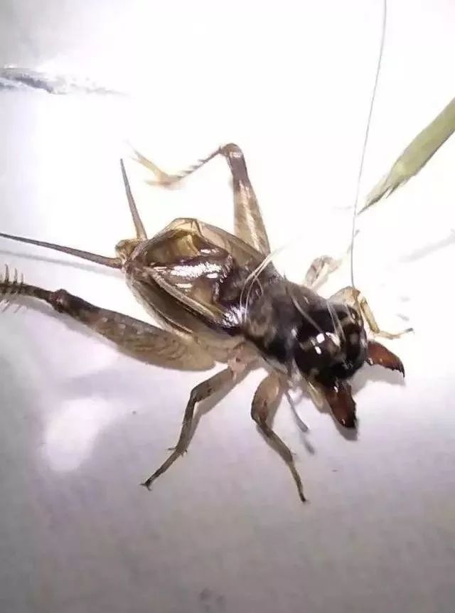 蟋蟀秋虫白虫图片对比图片