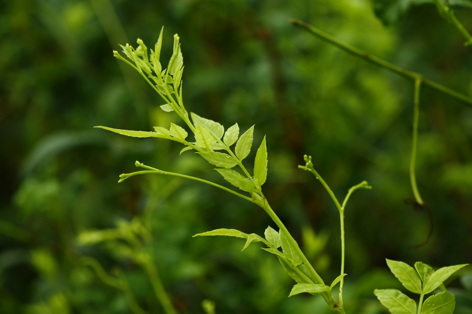 万寿藤植物图片图片