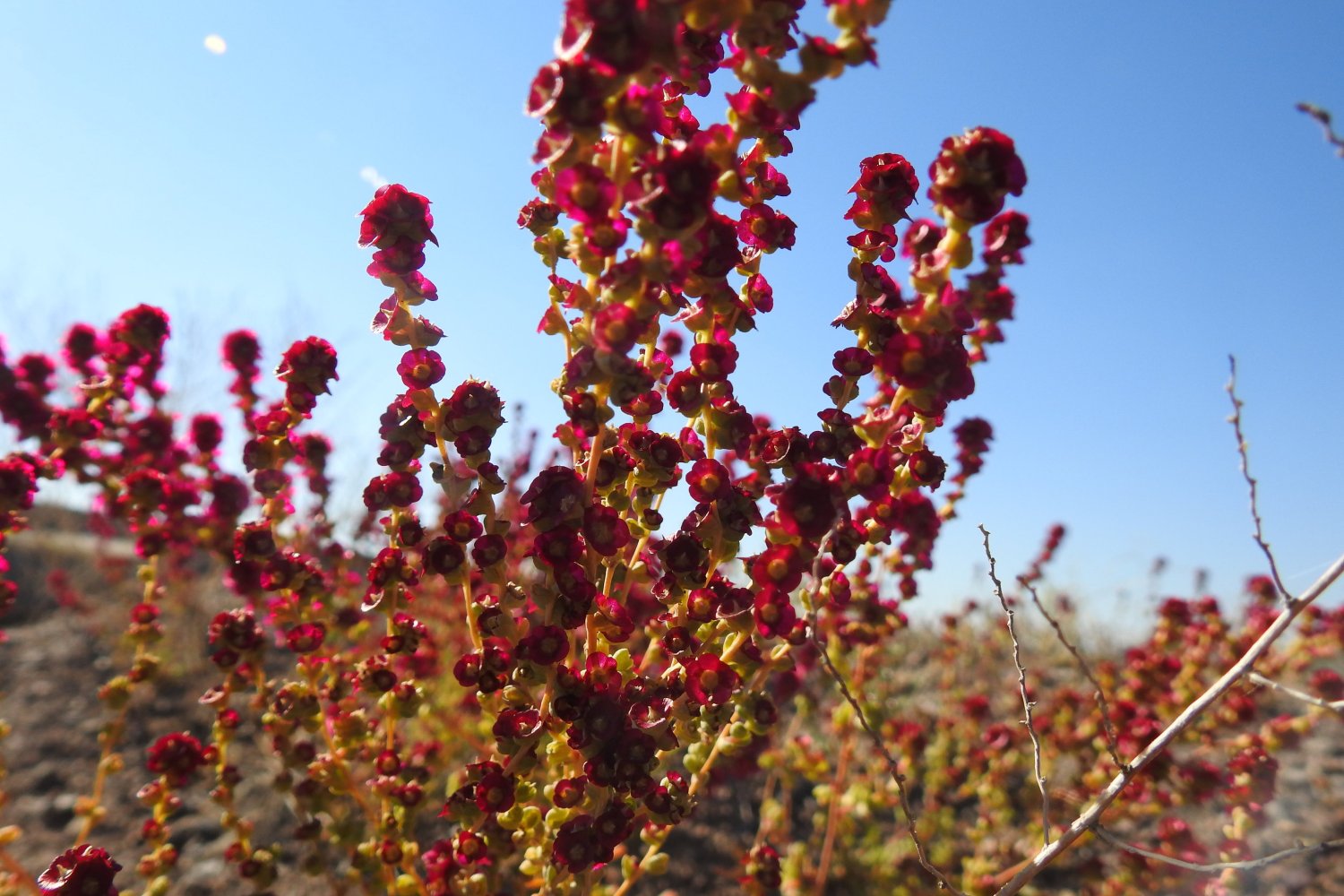 新疆博州:火红的白茎盐生草